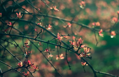 Close-up of cherry blossoms on branch