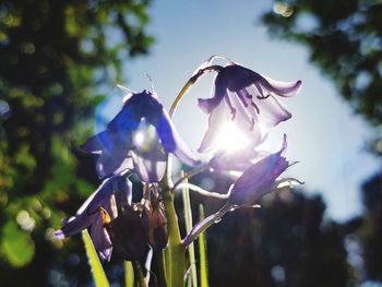 Close-up of purple flowering plant