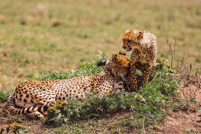 Cheetah with cub on field