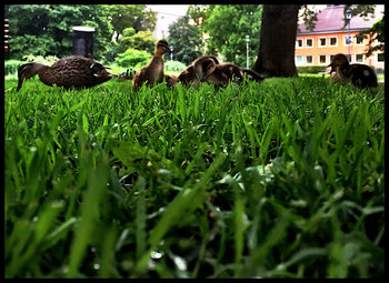 Plants growing on grassy field