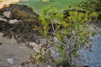 High angle view of rocks on field