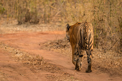 Tiger walking outdoors