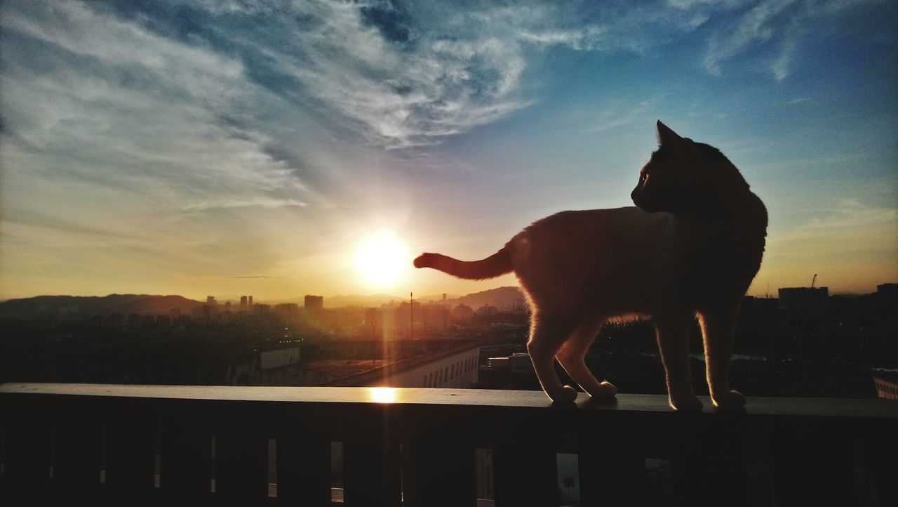 SILHOUETTE OF DOG AGAINST SUNSET SKY