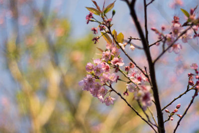 Close-up of pink cherry blossoms in spring