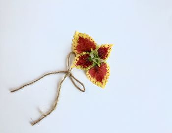 Close-up of orange rose against white background