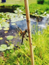 Close-up of dragonfly on plant