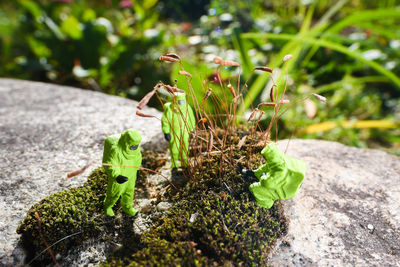 Close-up of small plant