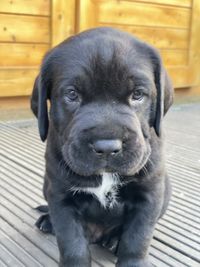 Close-up portrait of puppy relaxing outdoors