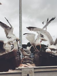 Close-up of seagull flying against sky