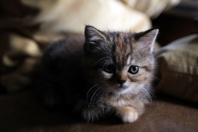 Portrait of kitten at home
