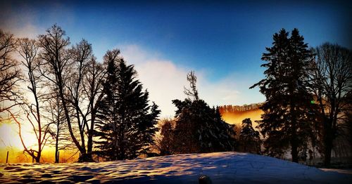 Trees on snow covered land against sky during sunset