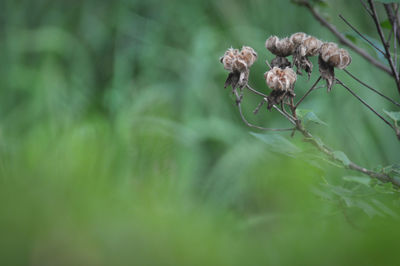 Close-up of wilted flowering plant