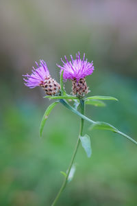 Close-up of insect on purple thistle flower