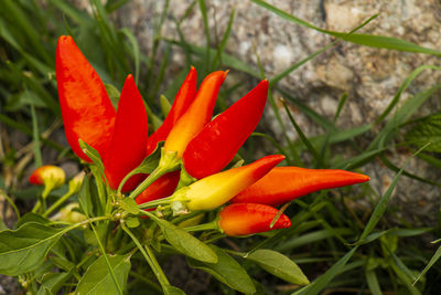 Close-up of red flower on plant