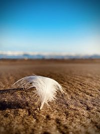 Feather on field against sky