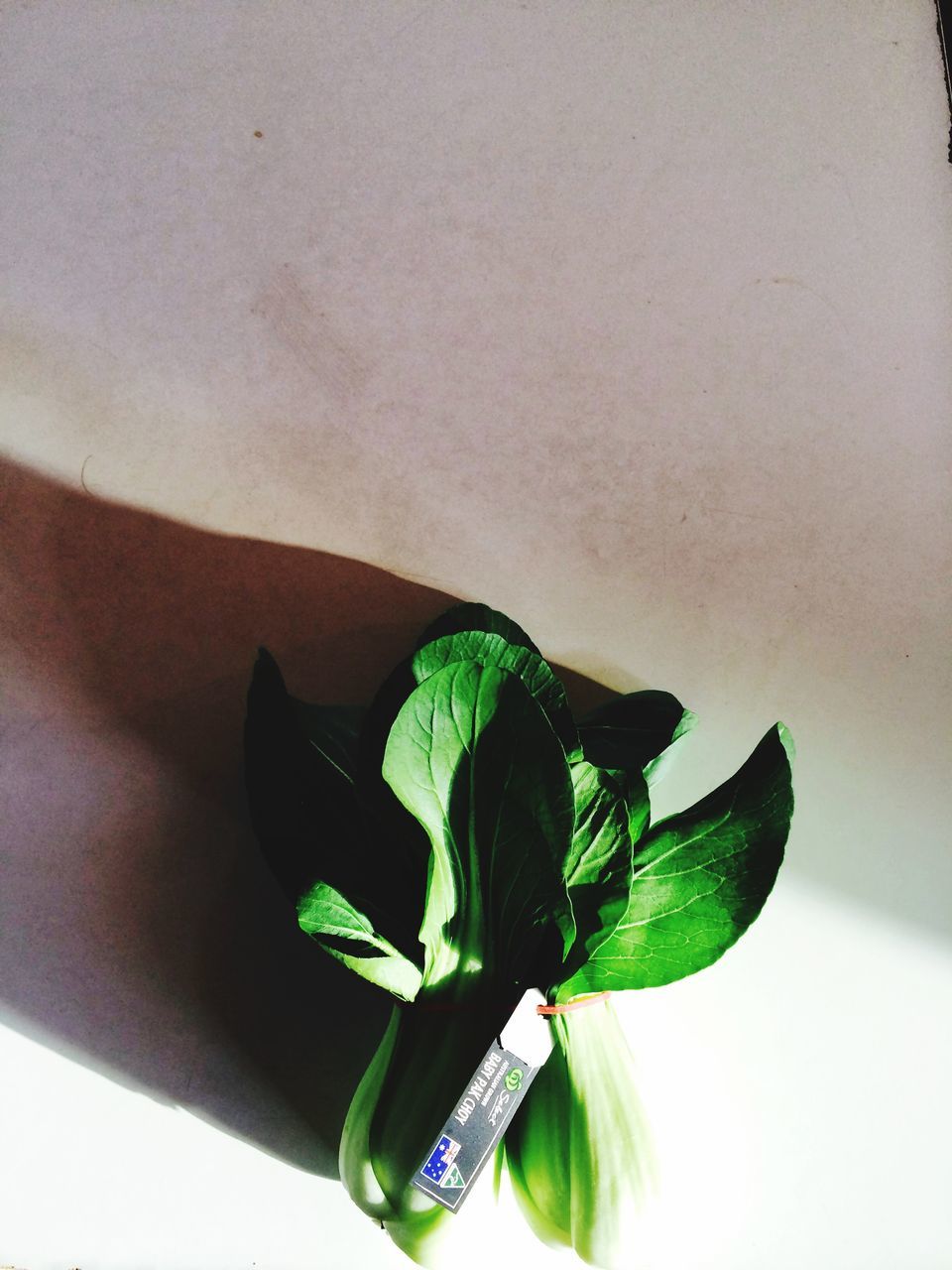 leaf, indoors, close-up, plant, studio shot, white background, flower, freshness, green color, potted plant, fragility, growth, wall - building feature, copy space, shadow, still life, nature, stem, vase, focus on foreground