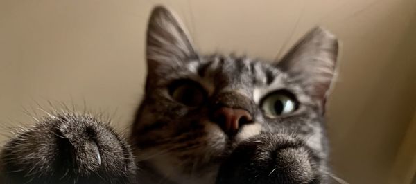 Close-up of a cat