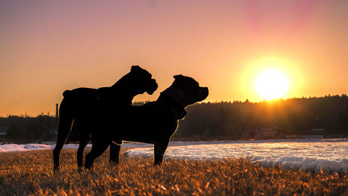 Silhouette dogs standing on field against sky during sunset