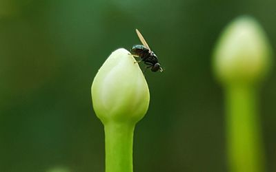 Close-up of insect on flower bud