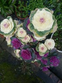 High angle view of rose bouquet