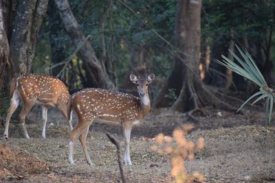 Deer in forest