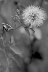 Close up of flowers