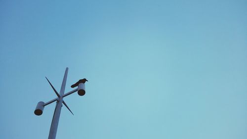 Low angle view of bird perched on pole against clear sky