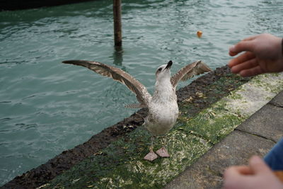 Close-up of seagull flying over lake