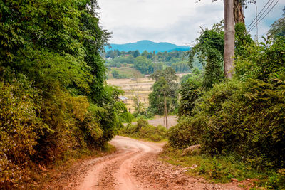 Dirt road amidst trees against sky