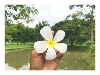 Close-up of hand holding flower against blurred background