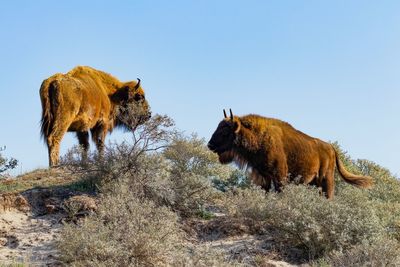 American bisons walking on field against clear sky