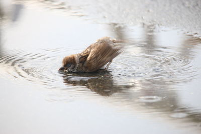 Full length of sparrow on lake