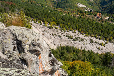 Scenic view of pine trees in forest