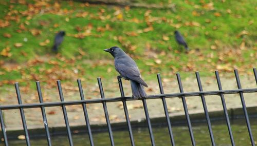 Bird perching on railing