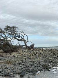 Tree on rock against sky