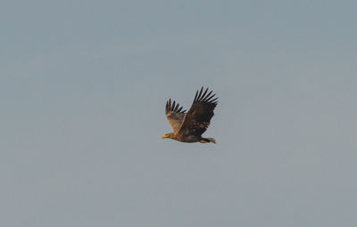 Low angle view of eagle flying in sky