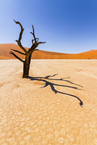 Dead tree on desert against clear sky