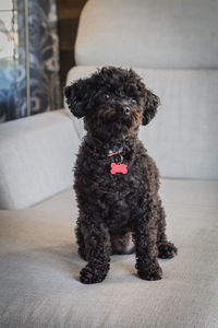 Portrait of dog sitting on sofa at home