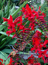 Close-up of red flowering plants