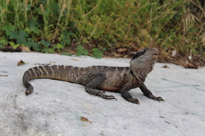 Close-up of lizard on rock