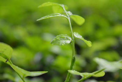 Close-up of leaves