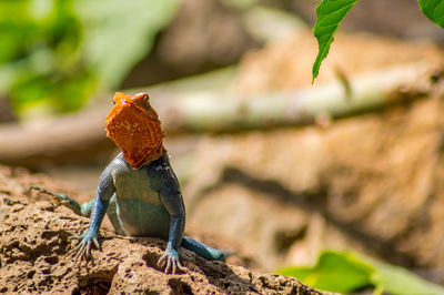 Close-up of lizard