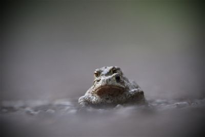 Close-up of frog on land