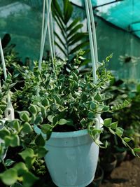 High angle view of potted plants in yard