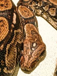 Close-up of snake