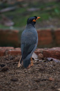 Close-up of bird perching on a field