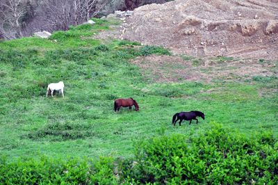 Horses grazing on landscape