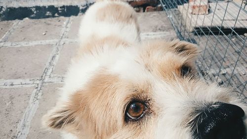 Close-up portrait of dog