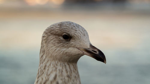 Close-up of seagull