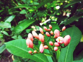 Close-up of pink flower